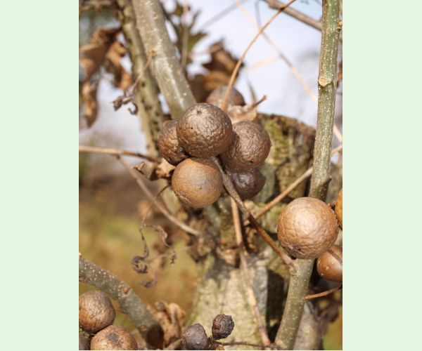 Hrčiarka dubienková