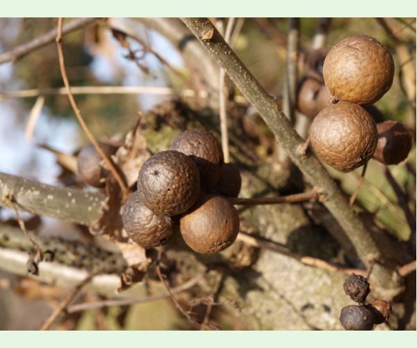 Hrčiarka dubienková