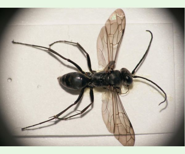 Hrčiarka dubienková