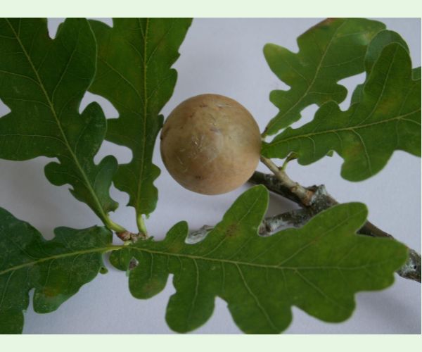 Hrčiarka dubienková