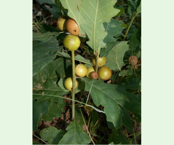 Hrčiarka dubienková