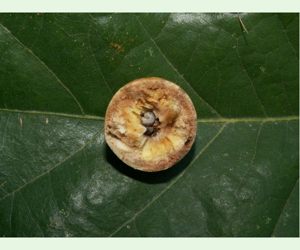 Hrčiarka dubienková