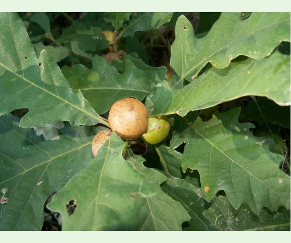 Hrčiarka dubienková