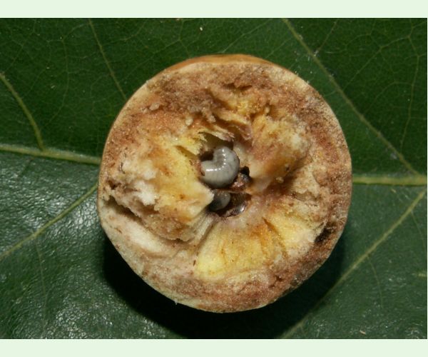 Hrčiarka dubienková