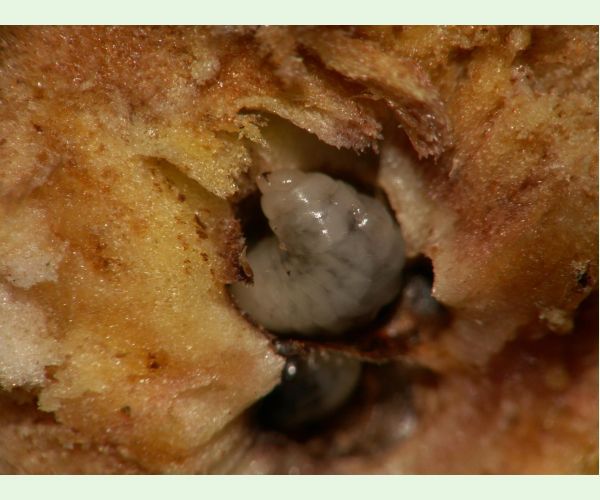 Hrčiarka dubienková