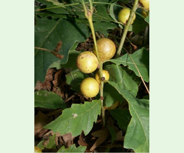 Hrčiarka dubienková