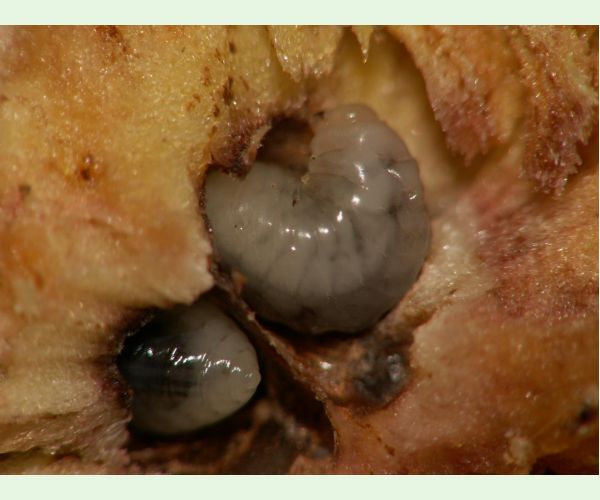 Hrčiarka dubienková