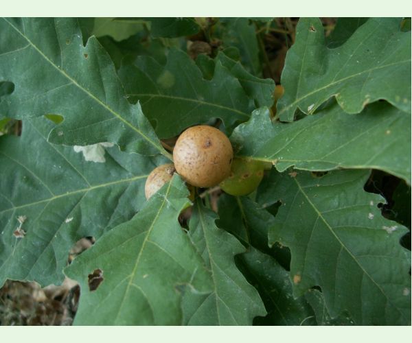 Hrčiarka dubienková