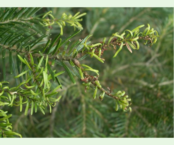 Kôrovnica jedľová