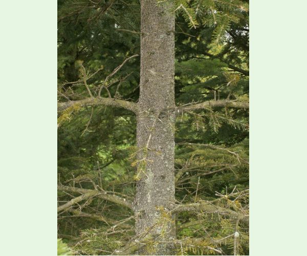 Kôrovnica jedľová