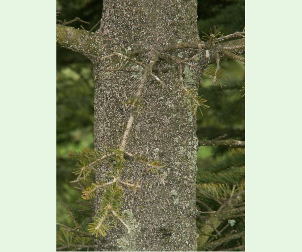 Kôrovnica jedľová