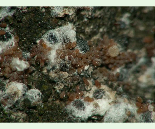 Kôrovnica jedľová