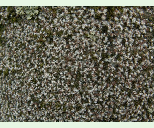 Kôrovnica jedľová