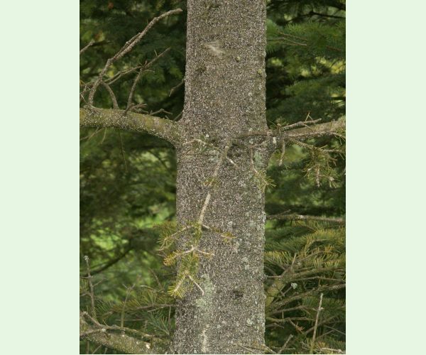 Kôrovnica jedľová