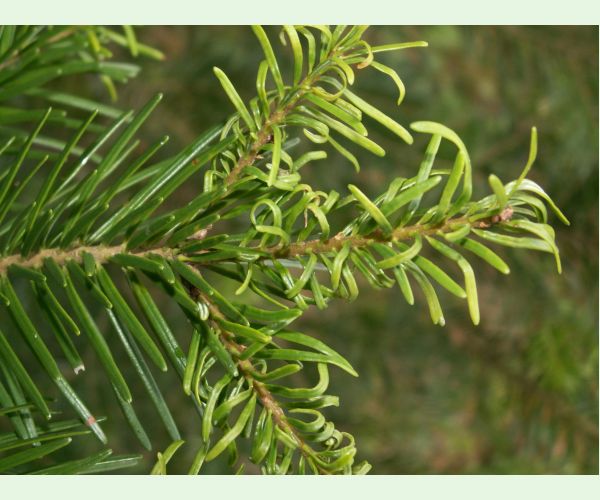 Kôrovnica jedľová