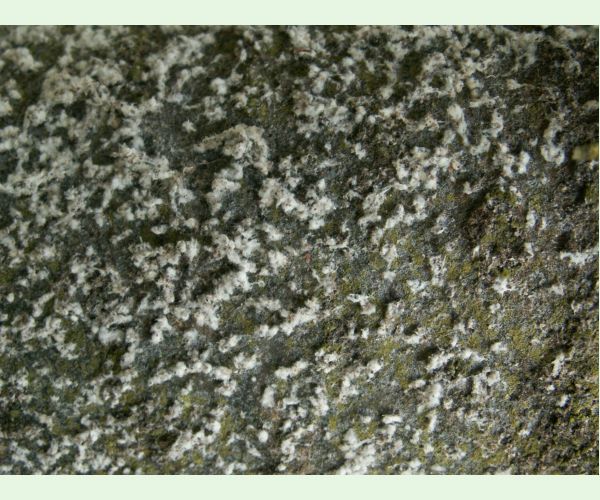 Kôrovnica jedľová