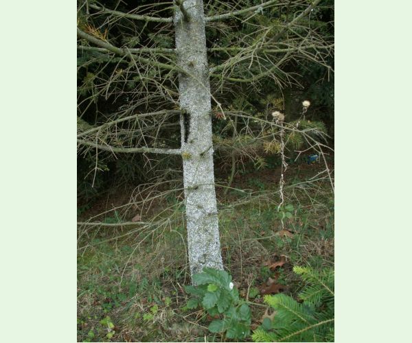 Kôrovnica jedľová