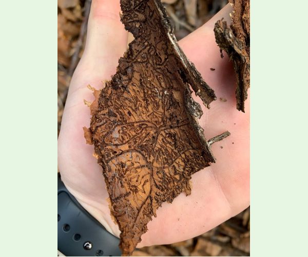 Lykožrút obyčajný