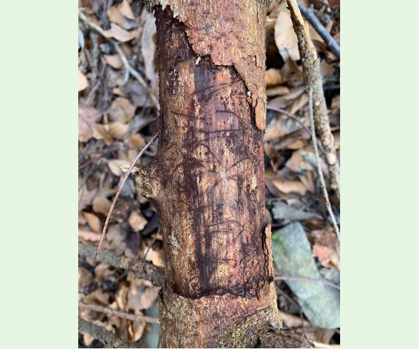 Lykožrút obyčajný