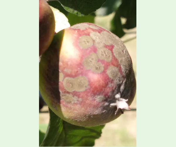 Chrastavitosť jabloní