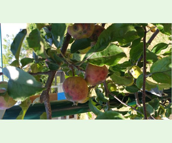 Chrastavitosť jabloní