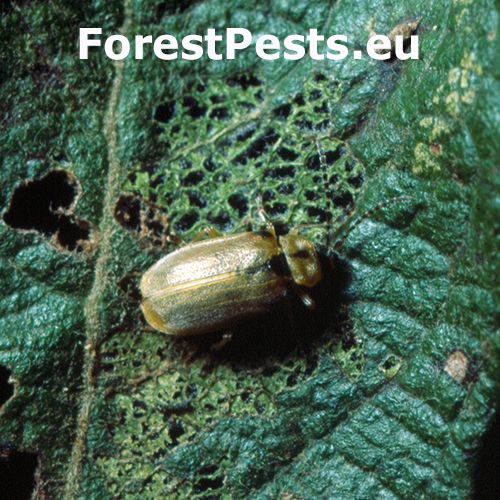 V&aacute;havec Galerucella lineola