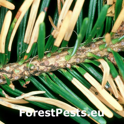 Obaľovač Epinotia subsequana