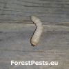 Larva. Foto: J. Galko. 