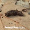 Tipula spp. - larva.
