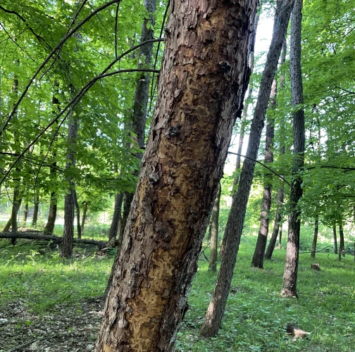  Vladimír Šalgovič