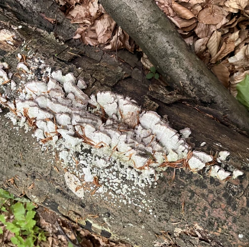  Slavomír Majerčák