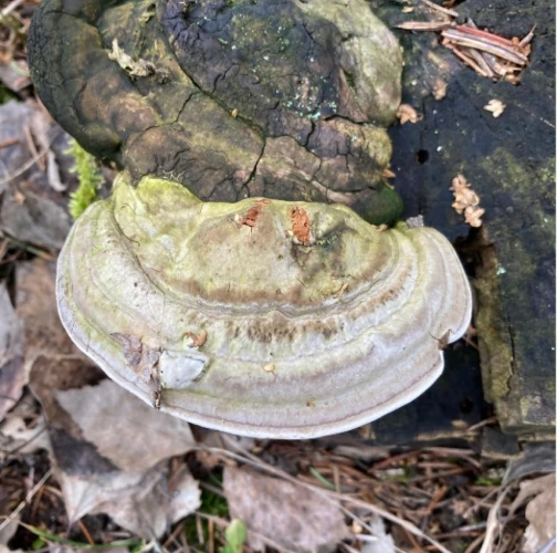 Michaela Helena Magdaléna Dibalová 