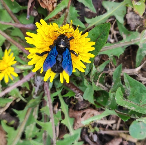 Kristína Veselková