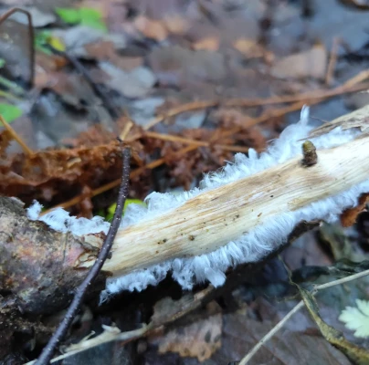 A - nie je v datab&aacute;ze