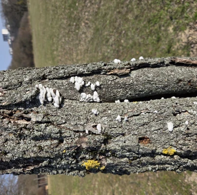 Klanolupeňovka obyčajn&aacute;