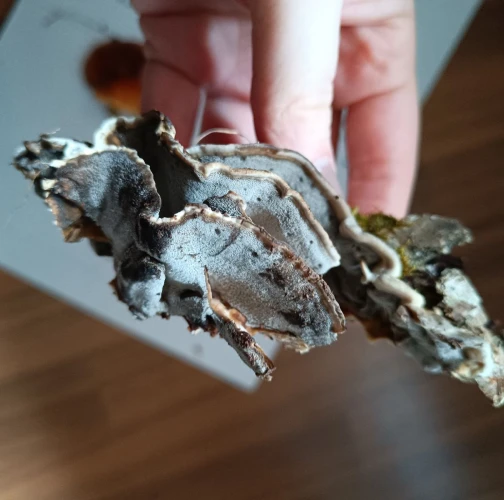 Adriána Majeríková 