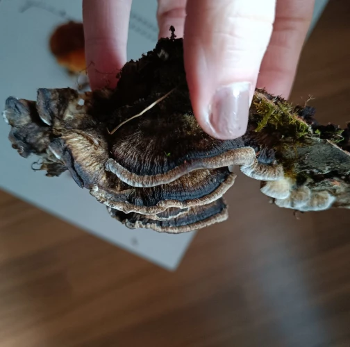 Adriána Majeríková 