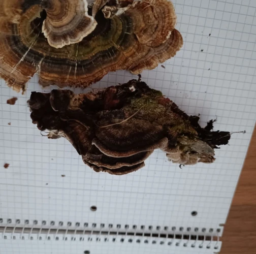 Adriána Majeríková 