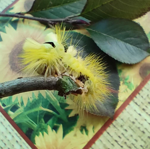 Simona Zálešáková