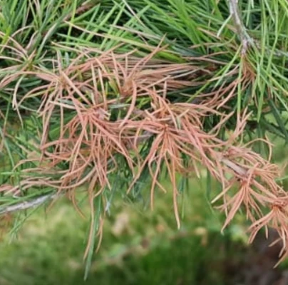 A - nejednoznačne určen&yacute;, nie sme si ist&iacute;