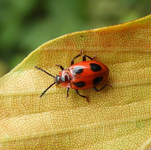 A - nie je v datab&aacute;ze