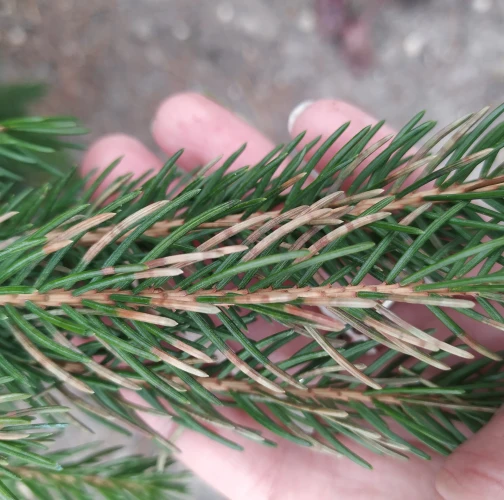 Katarína Vandáková