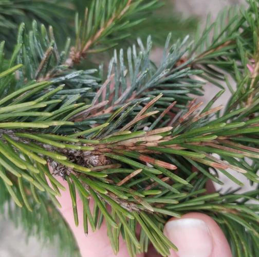 Katarína Vandáková