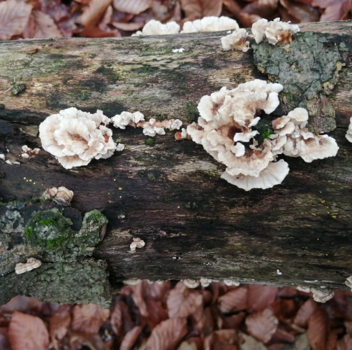 Natália Tarageľová