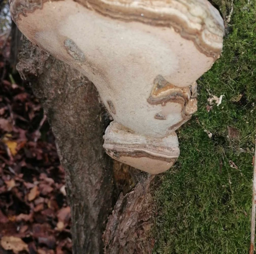 Samuel Anton Barbora