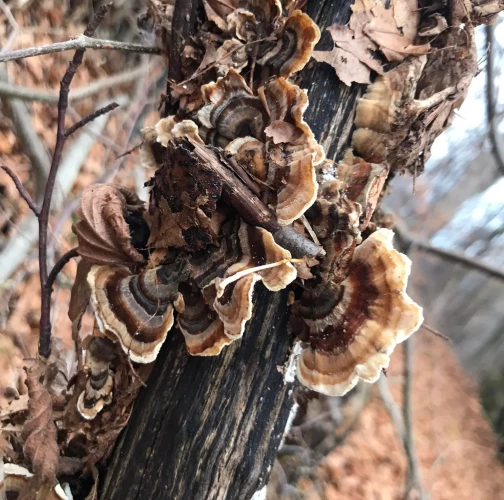  Róbert Víglašský