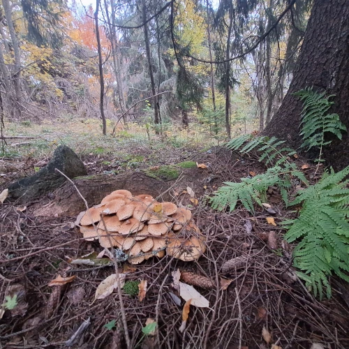 Michaela Goceliaková