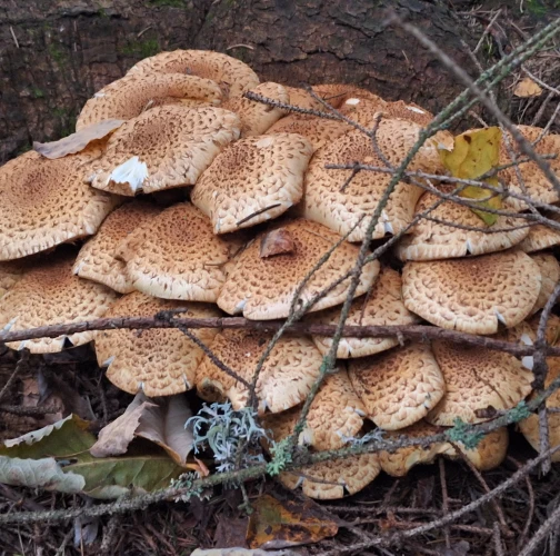 Michaela Goceliaková