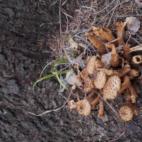 Michaela Goceliaková