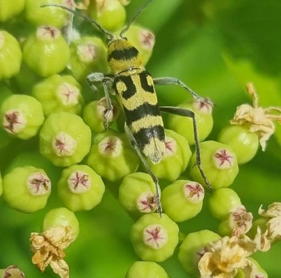 A - nie je v datab&aacute;ze